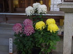 shichigosan_h21_11_03_01.jpg